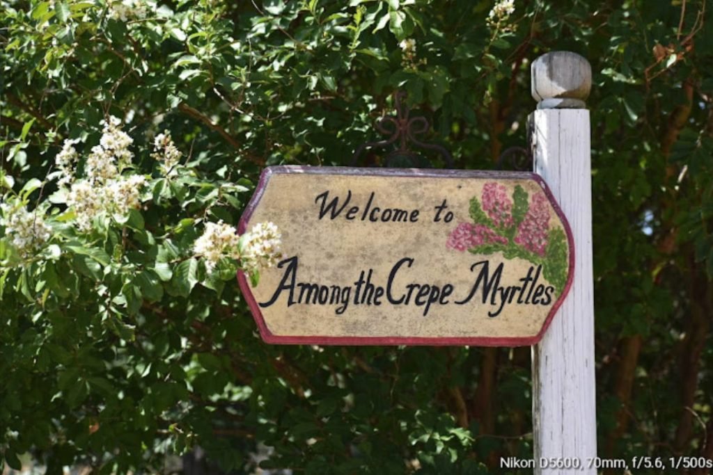 A closeup of a sign that reads "welcome to among the crepe myrtles"
